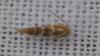 Phyllonorycter sp.